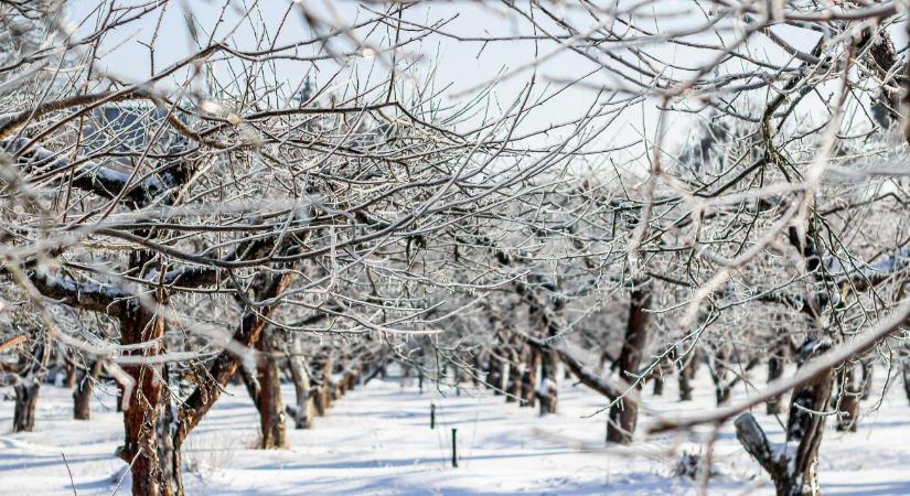 Károsíthatja-e a gyümölcsfákat a –15–20 fokos éjszakai fagy?