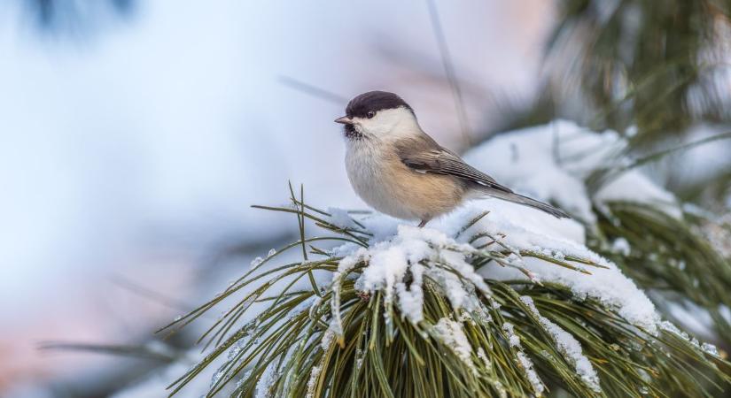 Ködös tájak, hószállingózás és fagyos napok várhatóak - mutatjuk milyen lesz a holnapi időjárás