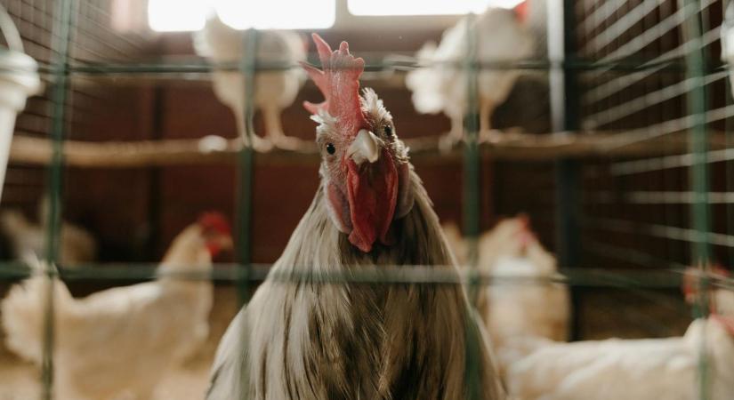 Tízmillió tojótyúk: XXL baromfifarmok épülnek Kínában