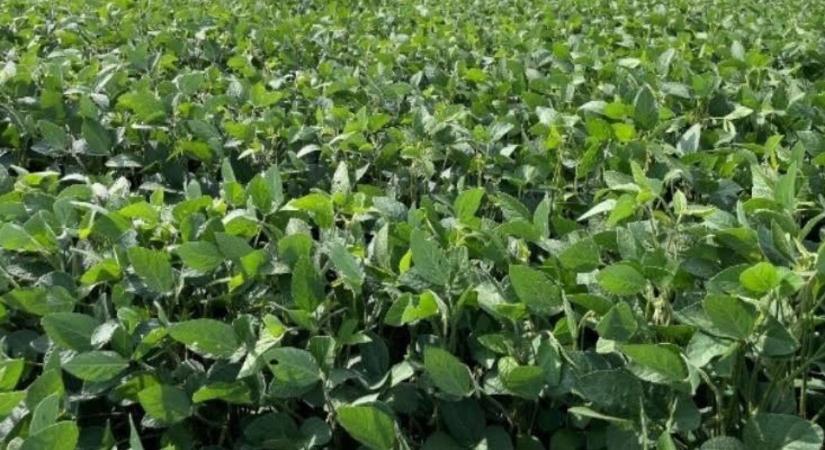 Ökológiai szójatermesztés? Lássuk az eredményeket!