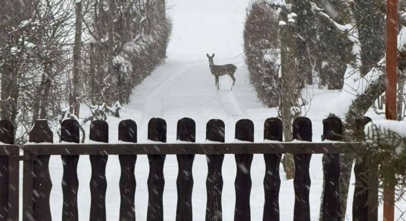 Váratlan látogató az olvasói fotón: benézett az udvarra a kedves kis állat