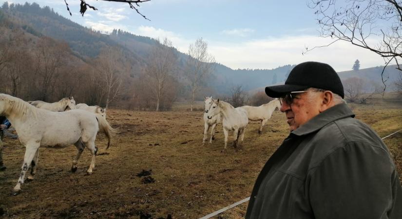 „A világot szebbnek lehet látni a ló két füle között” – Beszélgetés Romfeld János tenyésztővel