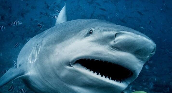 Gyilkos cápák támadnak a beachek-en – Két nap alatt a harmadik