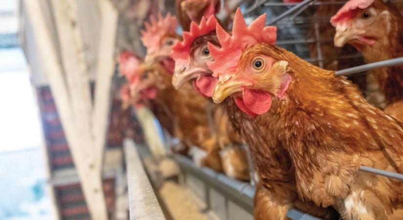 Romániai összefogásban Babis és a magyar tőke