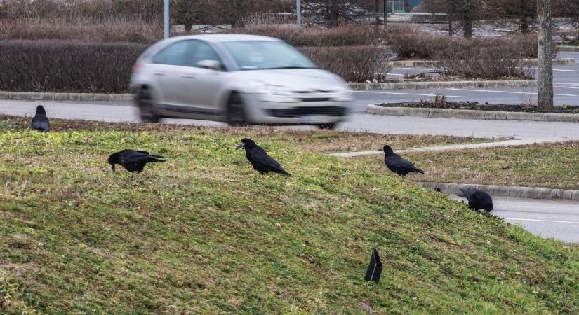 Varjak ezrei lepték el az országutakat – sokba kerülhet, ha közéjük hajtasz!