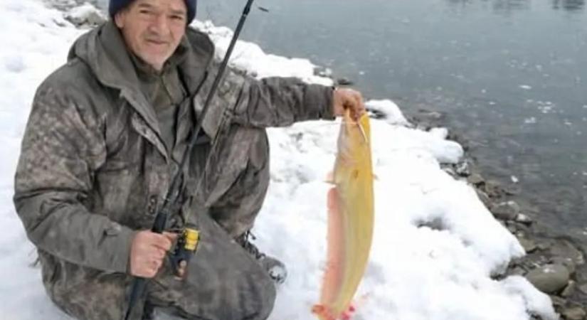 Nagy kapás a javából! Ritka albínó harcsa akadt egy szerencsés horgász botjára