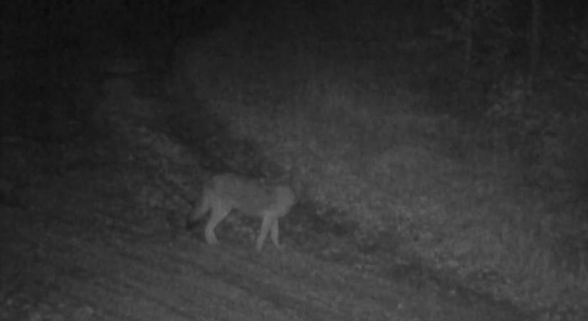 A játszótér közelében lakmározott a mátrai farkas