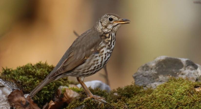 A kertünk rejtett énekese lett az év madara 2026-ban