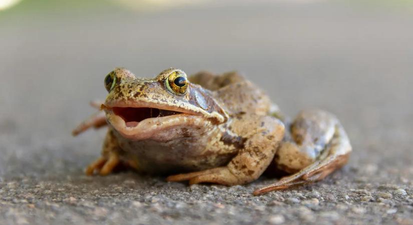 Rejtett gyilkos utazott a békákkal – most a fél világot fertőzi