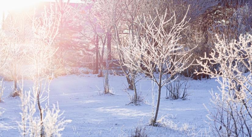 Túl magas vagy keveset terem a gyümölcsfád? Most tehetsz ellene!