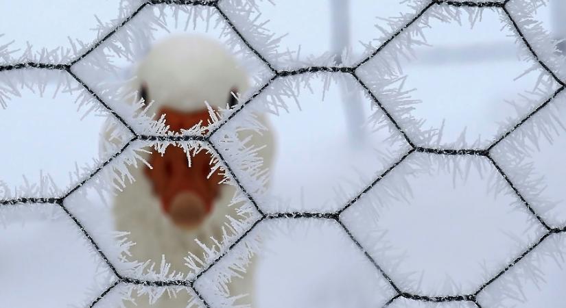 Kifehéredhet a táj, de nem a hótól