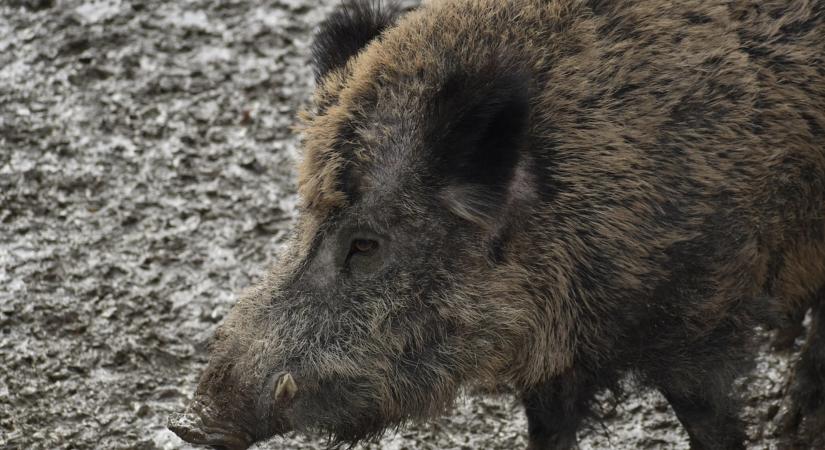 Új akcióterv a vaddisznóállomány szabályozásáról