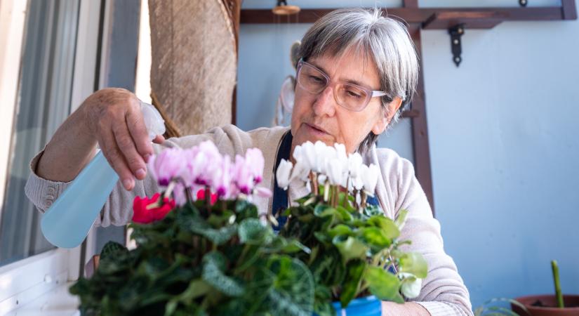 Így borul virágba a ciklámened télen