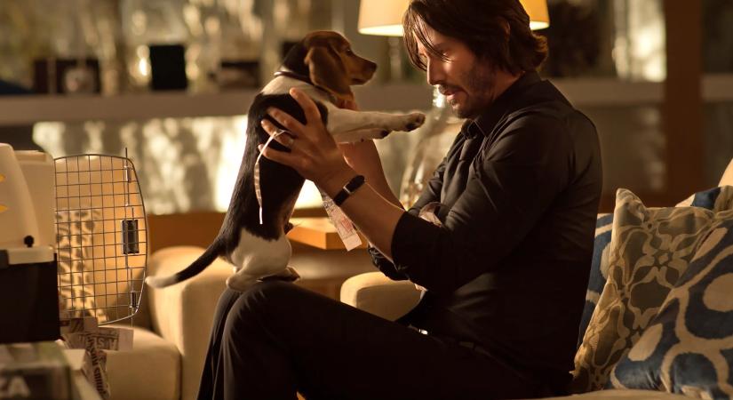 Kvíz: mutatunk egy kutyát, mondd meg, melyik filmben szerepelt!