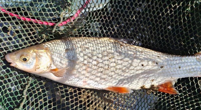 Hihetetlen, mit rejteget a Tisza