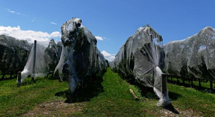 A napégés megelőzése az ültetvényeinkben