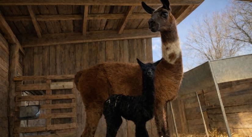 Új lakó a soltvadkerti farmon: a tél közepén született meg Kávé, a koromfekete lámacsikó – fotók