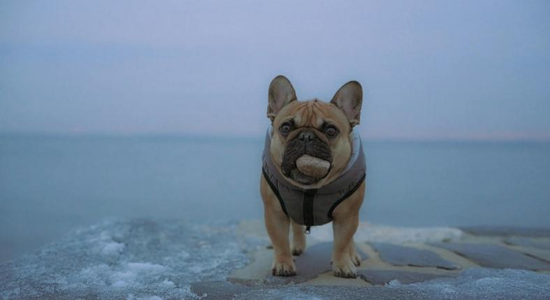 Biztonságosnak tűnik, mégsem az: erre figyelj kutyás sétán a befagyott vizeknél!