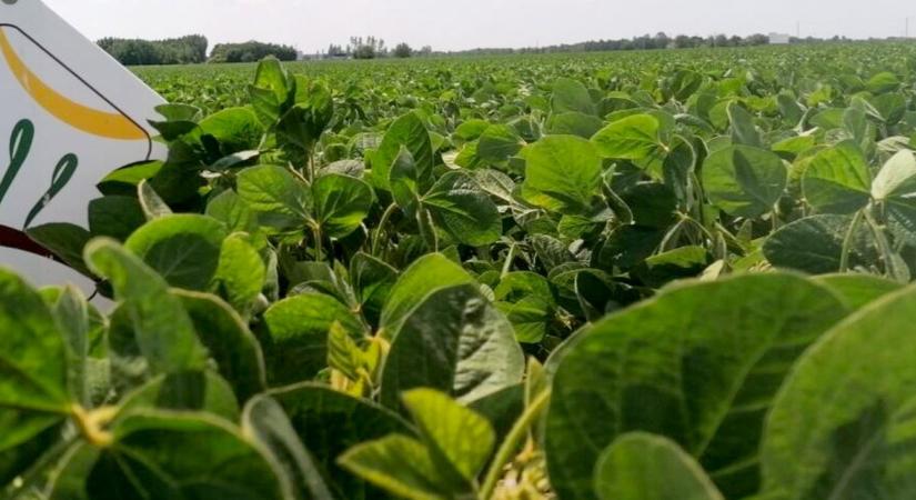 Természetes és hatékony szója technológia a Natur Agrótól