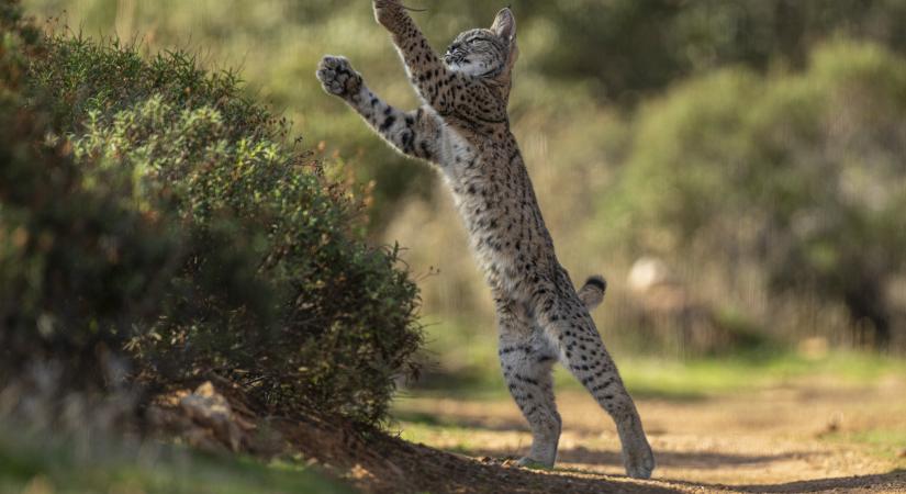 Elképesztő videó egy hiúzról, ahogy röptében kapja el a madarat