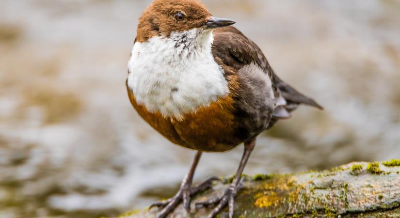 Magyarország madarai: a vízirigó
