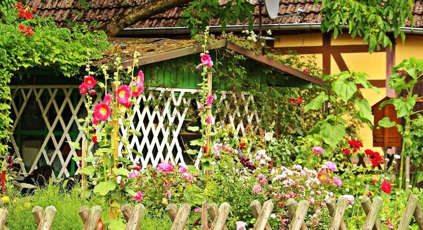 Hogyan „számolják” az időt a növények? Virágzás menetrend szerint