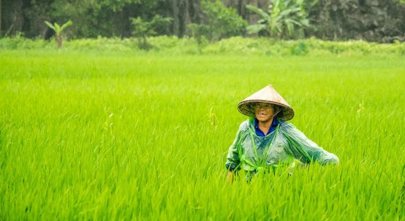 Internetes sztár lett a mezőgazdasági drónt reptető nagyi