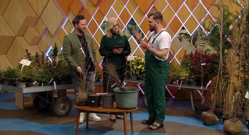 Mikor és hogyan ültessünk szabad gyökerű, konténeres és földlabdás növényeket?