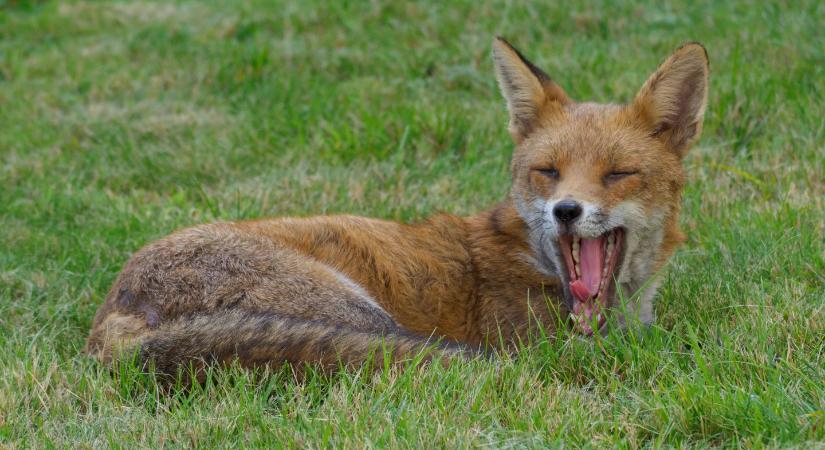 Mit tegyünk, ha rókát vagy vaddisznót látunk a kertünkben?