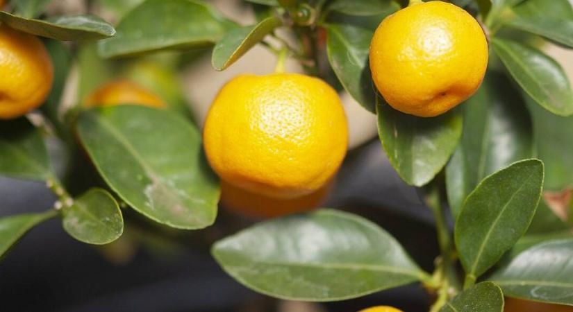 Kalamondin: ha egy citrusfélét választ, ez legyen az!