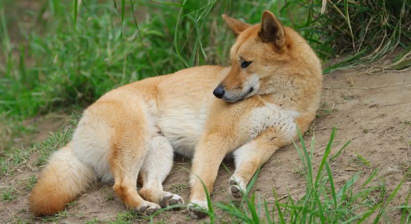 Rejtély a tengerparton: egy falka őrizte a holttestet a rendőrök érkezéséig