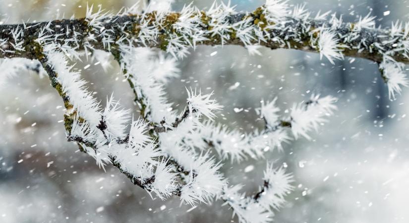 Törnek az ágak, sérülnek a hajtások: veszélyes ez az időjárási jelenség