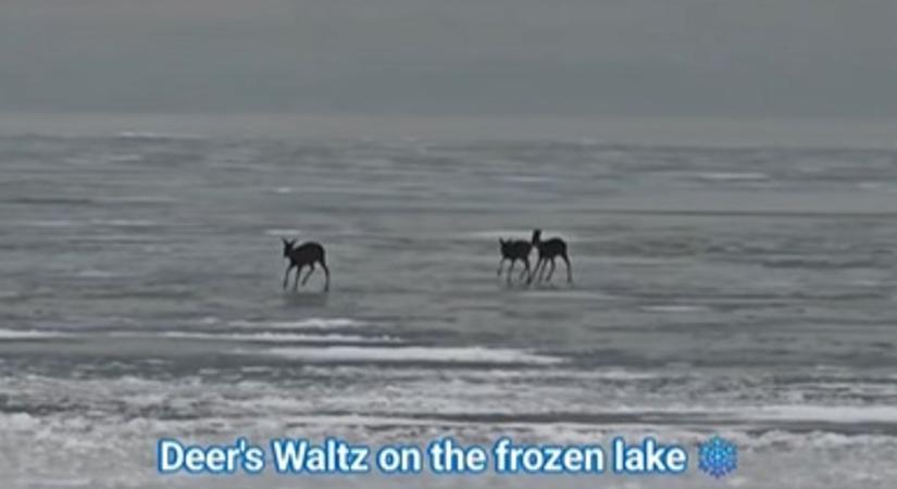 Őzek koriztak a Balatonon a hétvégén