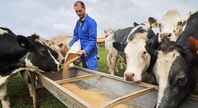 Súlyos gond van ezzel a takarmánnyal: bajt okozhat az állatoknál