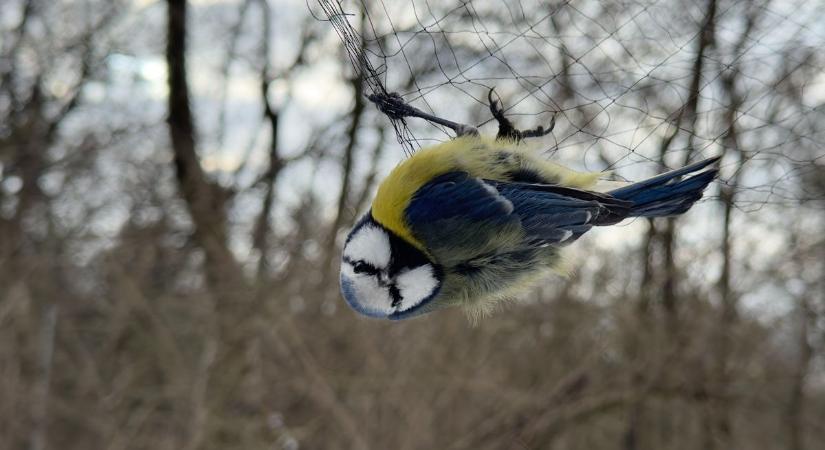 Szárnyaló szombat a Turulnál - ilyen volt az év első madárgyűrűzése