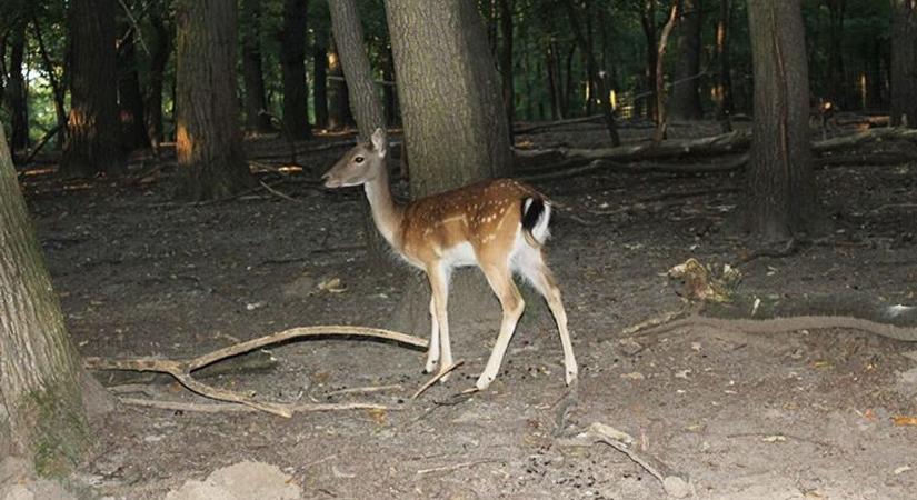 Vérteserdő vadászati korlátozások – mit kell tudni az erdőlátogatóknak?