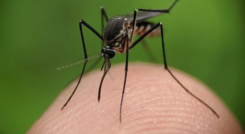 Egyre gyakrabban csípnek meg embereket a szúnyogok