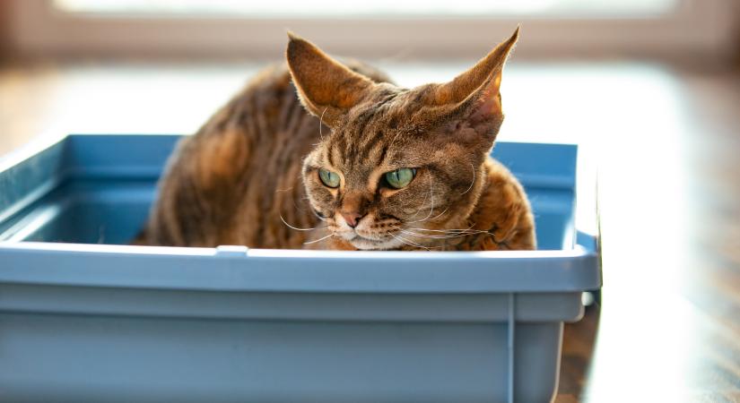 Amikor az alomhasználat élet-halál kérdése: ez árulja el, ha komoly baja van kandúr cicádnak