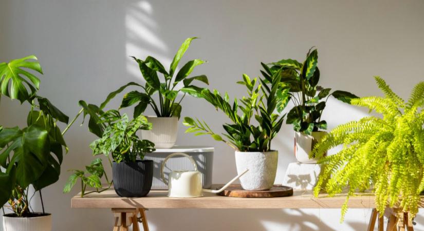 Táprúdteszt tanulságai: mire figyeljenek a kertbarátok?