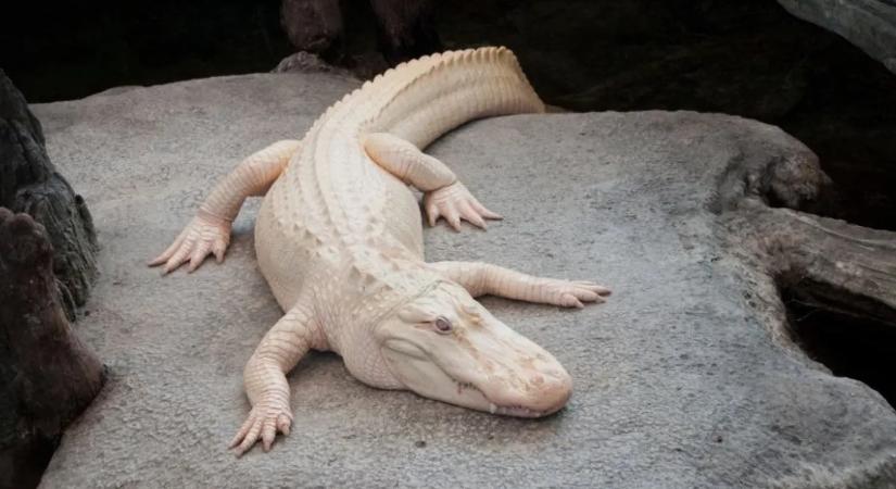 Meghalt a világhírű albínó aligátor – fotó