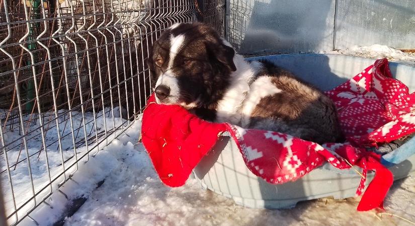 Megszűnik a Pro Animalia Alapítvány, Csíkszereda egyik legrégebbi civil szervezete