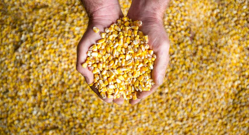 Rekordtermések árnyékában: csendes évzárás a gabonapiacon