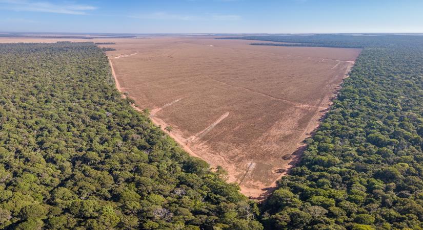 Szabadon jöhetnek az erdőirtáshoz köthető dél-amerikai termékek?