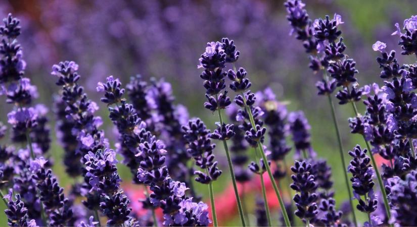 Levendula téliesítése – a leggyakoribb takarási hiba, ami kifagyáshoz vezet