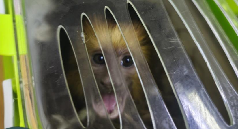 Veszélyeztetett majmot próbáltak átcsempészni Magyarországon