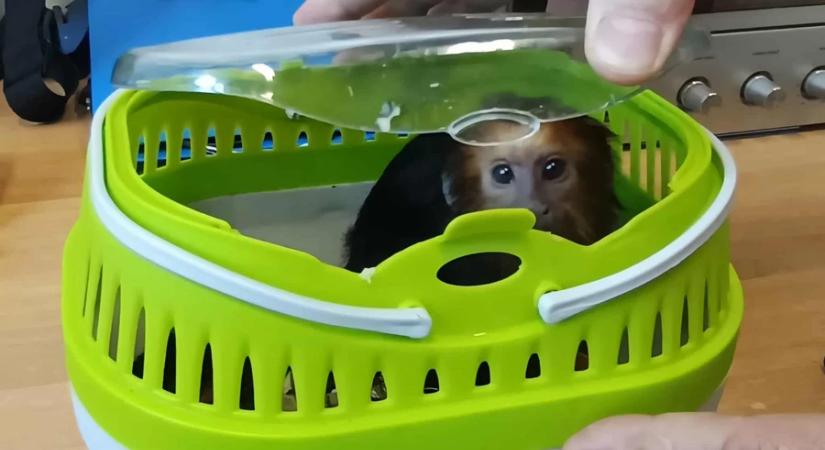 Ajándéknak szánta, de elkobozták az aranyfejű oroszlánmajmot Rédicsen