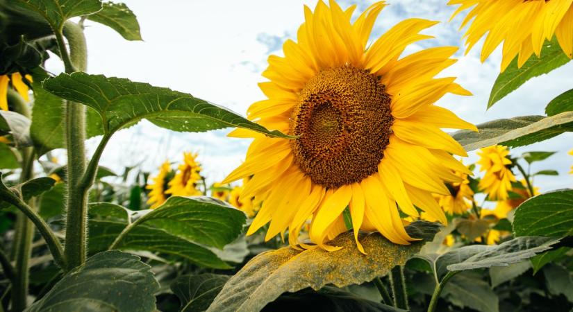 A Corteva és a bp közös vállalatot indít bioüzemanyag-alapanyagok gyártására Etlas néven