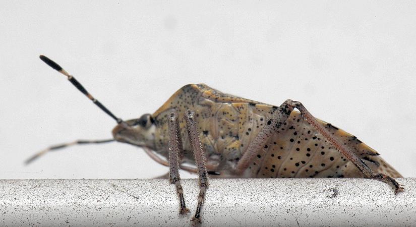 Hol vannak télen a poloskák – és miért pont most bukkannak fel a lakásban?