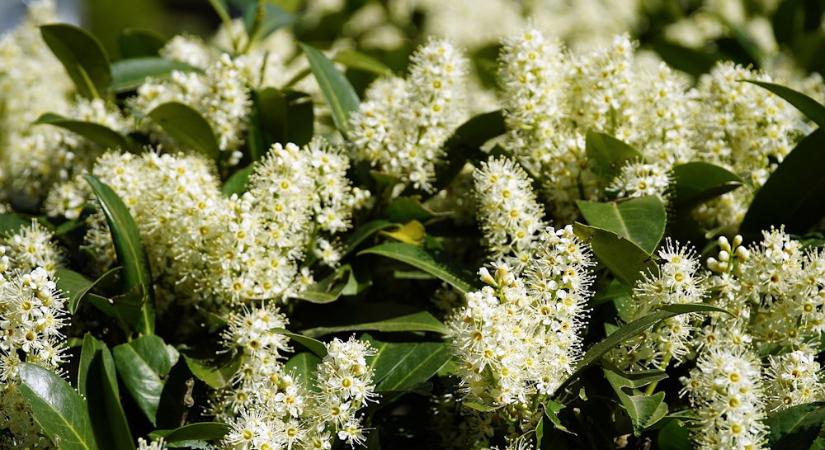 Babérmeggy – egy növény, sokféle szerep