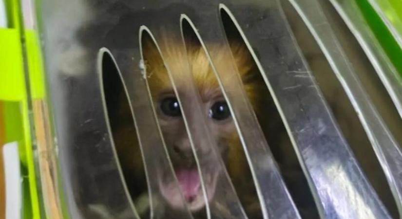 Döbbenet, ezúttal dobozban csempészett majmot találtak hazánkban